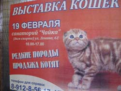 Чайковский выставка кошек